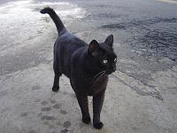  Chico, o gato preto do vizinho, esse não pode ver ninguém na rua que já vem se esfregar. Sapeca que só ele.