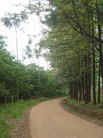  A estrada que da acesso ao campo.