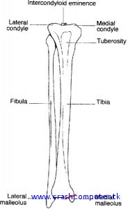 tibia