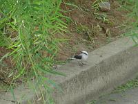  Um passarinho que fotografei na rua. O interessante é que ele ficou me encarando, no minimo se perguntando: Qual é a sua mané?
