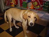  Bichinho sapeca que vi hoje numa loja de produtos para pet... esta lá para adoção. Segundo me disseram ela foi atropelada, mas já passou pelo veterinário, foi tratada e esta ótima.