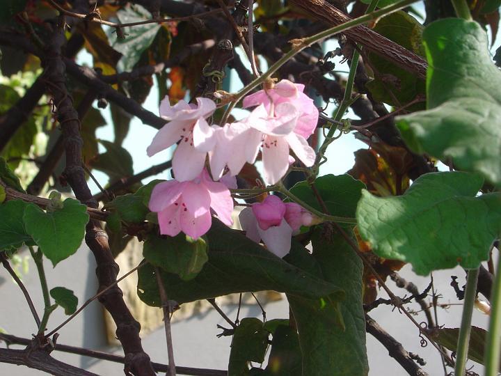DSC00013