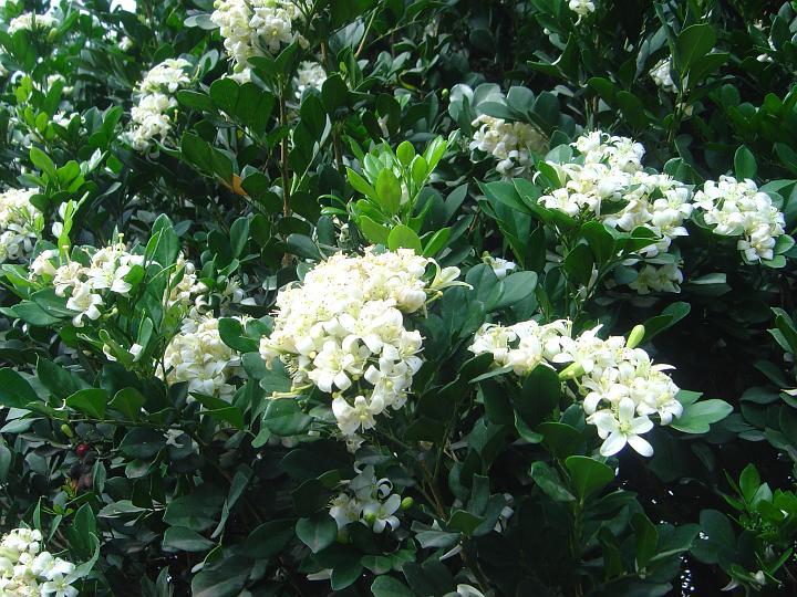 DSC00018