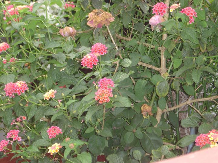 DSC00187