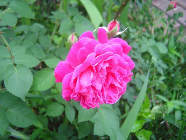 DSC00227