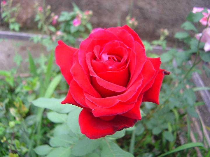 DSC00230