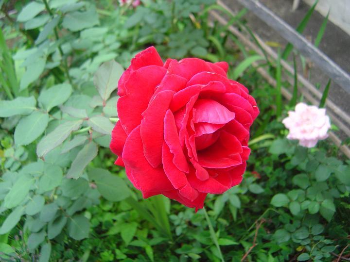 DSC00242