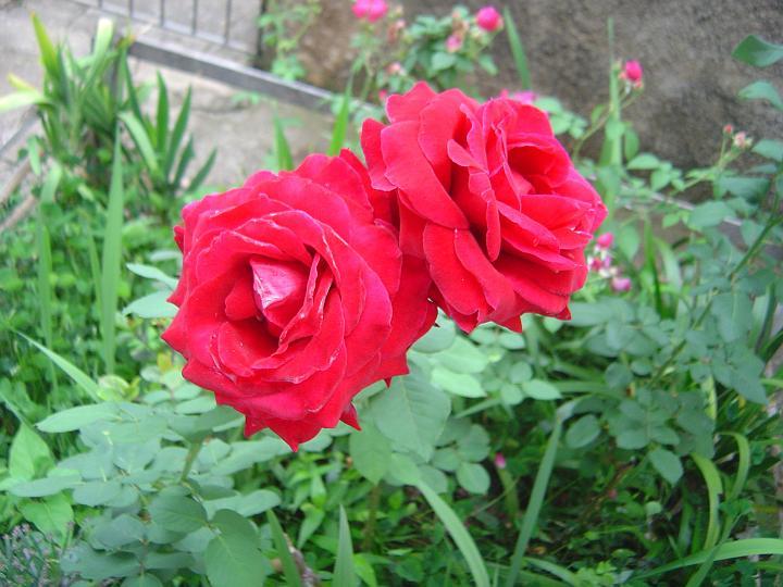 DSC00243