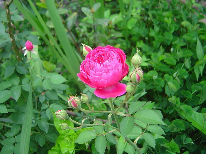 DSC00245