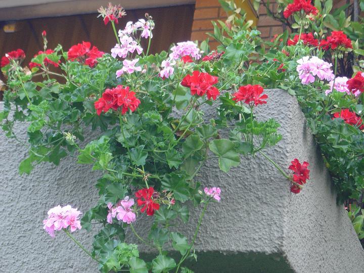 DSC00389