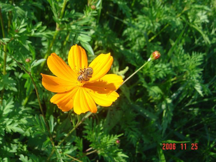 DSC00415