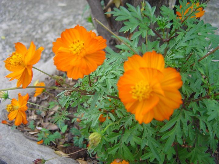 DSC00616