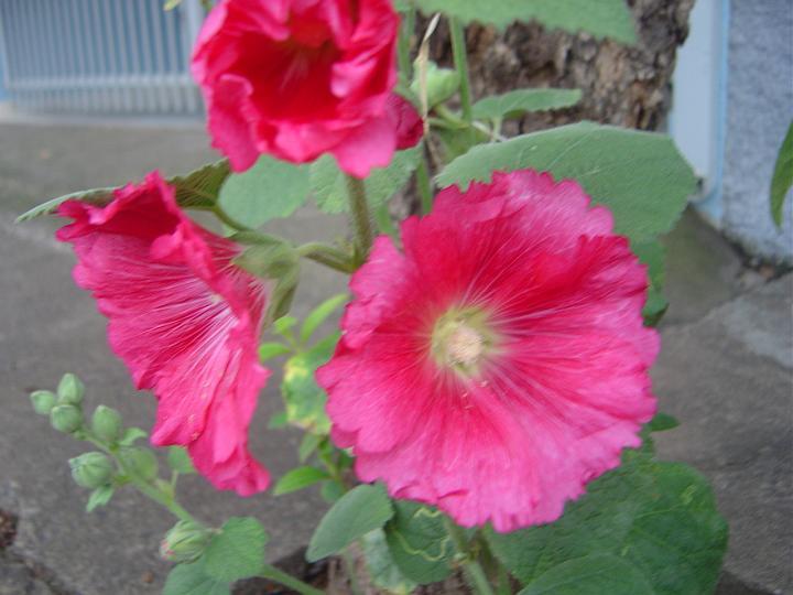 DSC00618