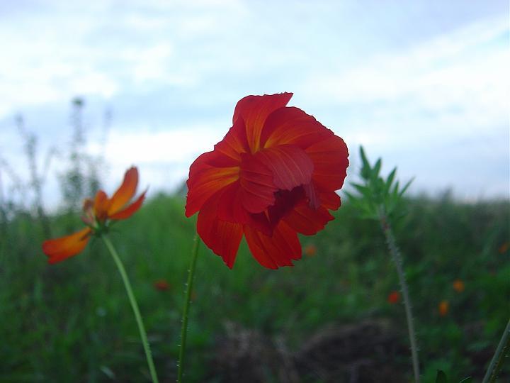 DSC00699