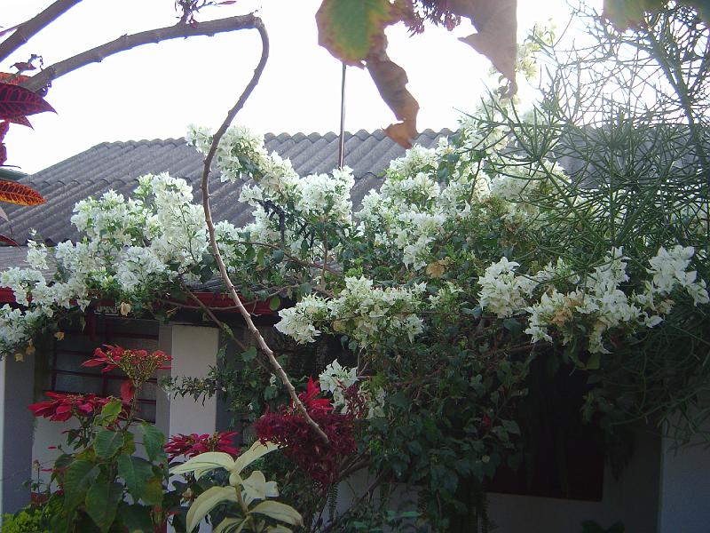 DSC01135