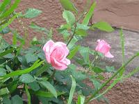  Botões de rosa flagrados em algum jardim alheio.
