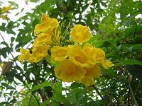  Flores amarelas, é de uma árvore.