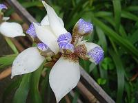 O curioso dessa flor e que ela dura cerca de 24 horas.