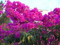  Mais primaveras.