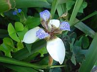  Tem uma abelhinhas tentando sugar o nectar da orquidea.