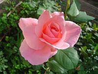  Mais uma rosa do jardim de casa.
