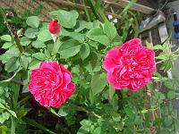  Mais rosas do jardim de casa.