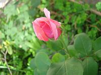  Botão de rosa.