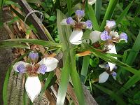  Vocês já devem estar enjoando de ver essa florzinha né?
