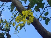  cachos de ouro.