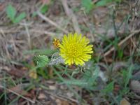  Flor de Serralha.