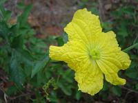  Flor de bucha...