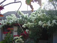 DSC01135