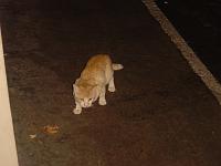  Segundo os fofoqueiros esse gato ai e igualzinho ao do Canabra, é o tal do 