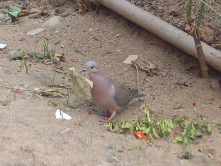 DSC00085