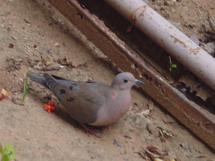 DSC00086