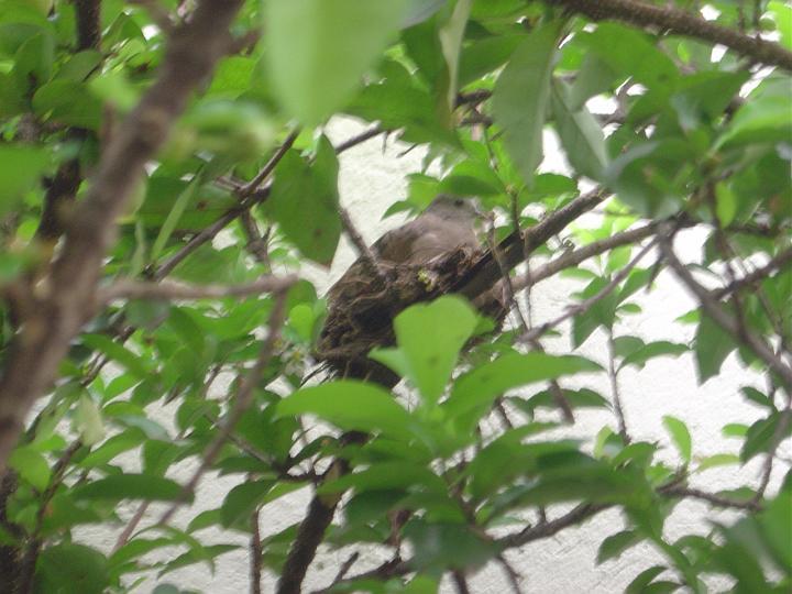 DSC00239