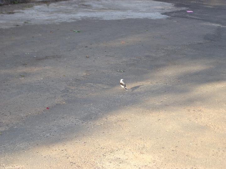 DSC00266