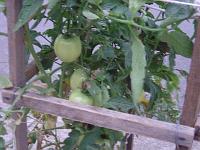  Tomates.