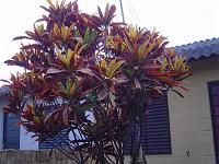  Arbusto de folhas vermelhas.