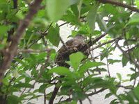  Rolinha que fez ninho no pé de acerola no quintal de casa.