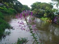  O tal matinho esquisito com sua flor esquisita, de novo.