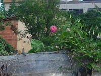  Se não me engano essa flor e uma  Dália.