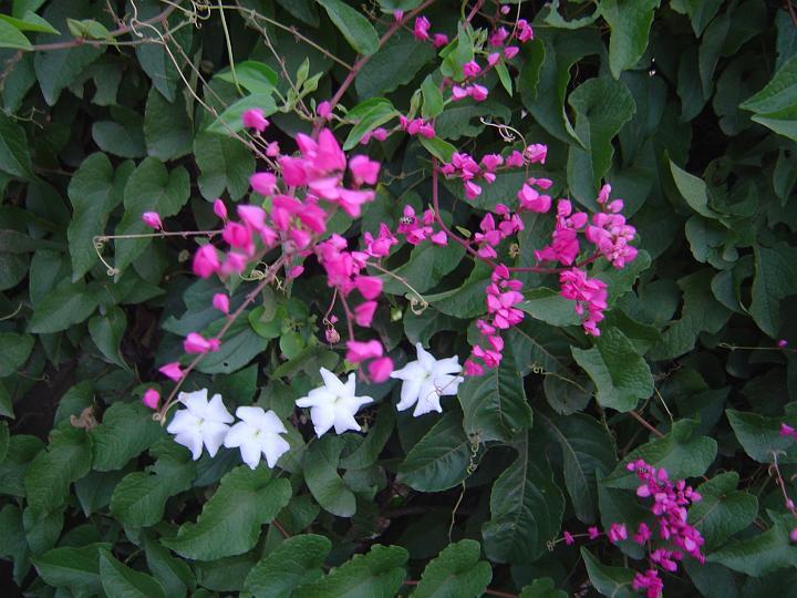 DSC00337