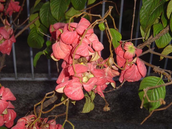 DSC00348