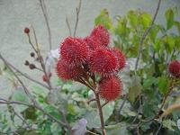  Bom vamos ao passeio propriamente dito, nas ruas a caminho da trilha no mato, encontro um arbusto de urucum, uma semente que tem um corante vermelho/alaranjado muito forte, utilizado em artesanato e culinária.