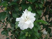  Um arbusto de flores brancas, o interesse esta no meio das petálas, ver próxima foto.