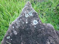  Já que a árvore foi cortada vamos apreciar a natureza. Uma pedra de granito coberta de limo e fungos.