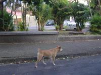  De volta ao asfalto. E um cachorro da rua.