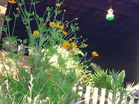  A tentativa frustrada de fotografar um beija-flor que estava no bebedouro. Ao menos saiu a borboleta.