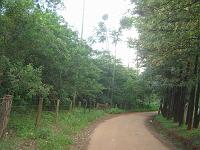  A estrada que da acesso ao campo.
